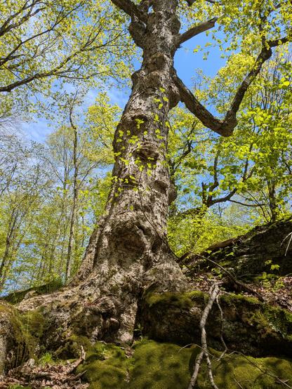 Old sugar maple tree