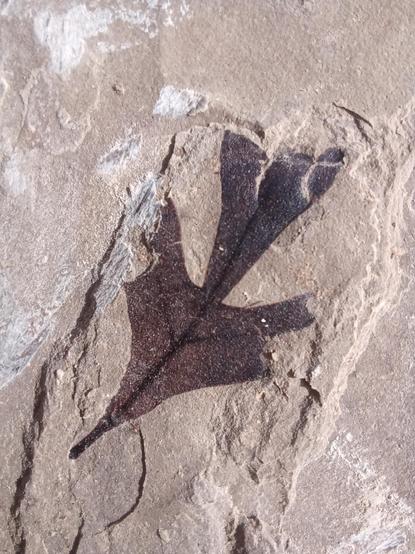 A dark fossil oak leaf in tan stone shows signs of decaying before it fell into the mud 50 million years ago.
