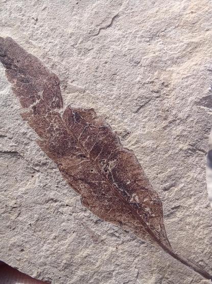 A narrow leaf fossil with sawtooth margins and visible veins radiating from its stem and central rib shows darkly against the tan mudstone it was trapped in 50 or so million years ago.