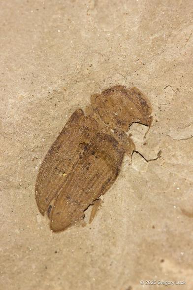 Pressed into a tan mudstone, the golden brown body of a somewhat crushed beetle clearly shows linear ridges on its wing cases.