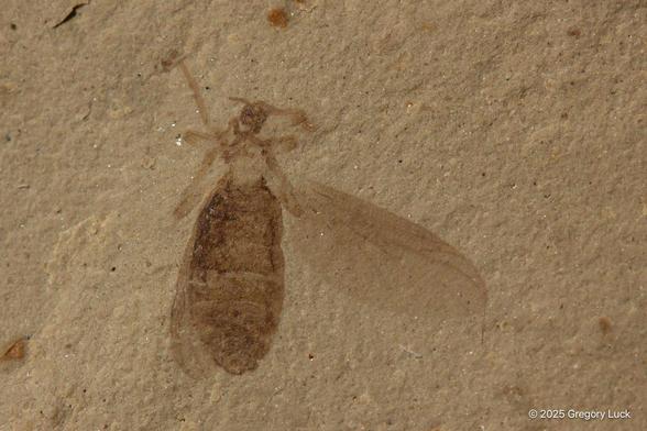 Warm brown tones in tan mudstone show the fossilized remains of a 50 million year old flying insect. The body shows segments. Head, legs and antenna are visible. One lace wing is nearly tucked behind the abdomen. The other is spread outward, and shows the internal veins of what may have been a clear wing.