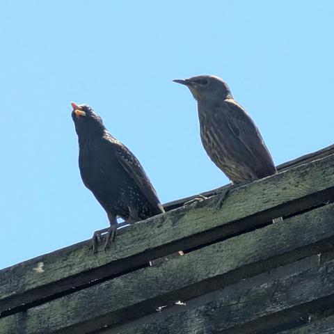 Two common starlings (Sturnus vulgaris) atop a high wooden fence. The adult (on the left) is almost fully black, whilst the juvenile (on the right) is of mixed greys. A clear blue sky is the backdrop.