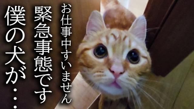 子猫がハスキー犬の異変に気づき知らせに来ました...