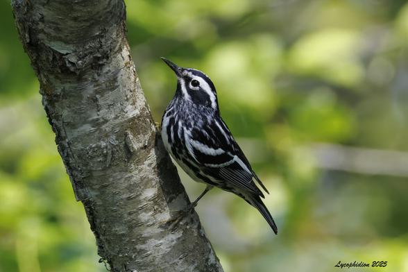 Male Black and white Warbler standing on the vertical trunk of a tree.  These birds are often found scurrying up and down tree trunks as they search for insects in the bark. "These birds are boldly striped in black and white. Their black wings are highlighted by two wide, white wing bars. Adult males have more obvious black streaking, particularly on the underparts and the cheek. Females (especially immatures) are paler, with less streaking and usually a wash of buff on the flanks. The undertail coverts have distinctive large black spots." (AllAboutBirds)