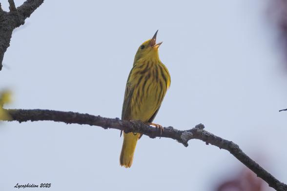 Male Yellow Warbler singing while perched on a branch. "Yellow Warblers are uniformly yellow birds. Males are a bright, egg-yolk yellow with reddish streaks on the underparts. Both sexes flash yellow patches in the tail. The face is unmarked, accentuating the large black eye." (AllAboutBirds)