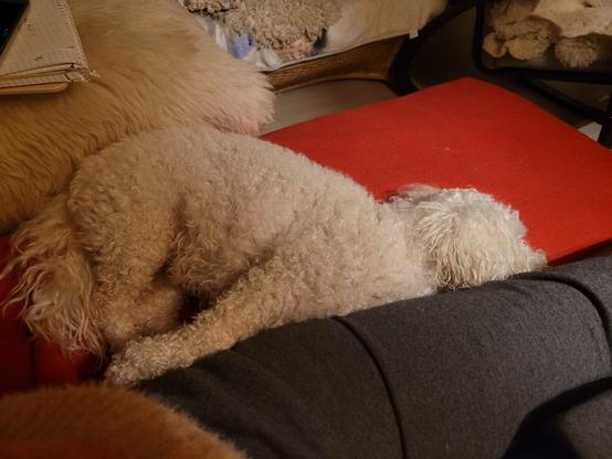 Sleeping dog on a sofa