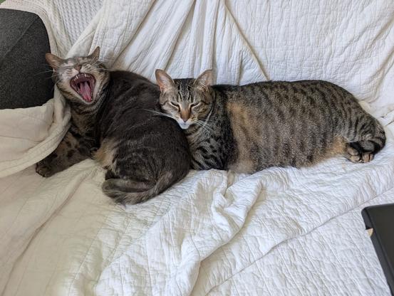 A photo of two cats snuggled on a couch. Sumie, the grey tabby on the left, is yawning widely giving a great view of her teeth and her tongue. Her large "little" brother Vincent is using her back as a pillow.