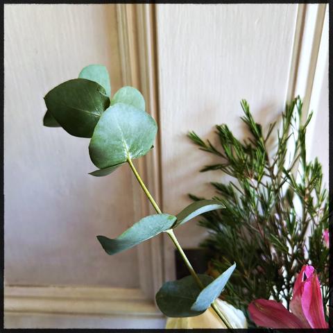 Eucalyptus leaves