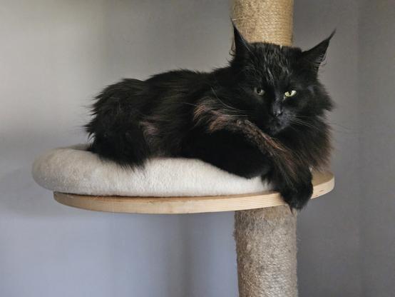 Black long-haired cat "Hope" lounging on a beige cat bed on a scratch post, looking observant at the camera.