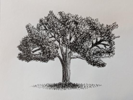 Ink drawing of an oak tree.