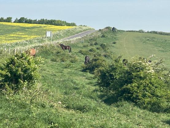 A hilly grassy area with New Forest Wild Horses grazing. There are lots of tufts or grass and natural hedges. A main road runs on the left of the field. With a bright yellow oil seed rape field in the distance.