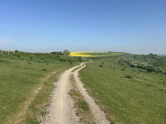A chalk path running through the centre of the image. A wide rolling green field with a bright yellow oil seed rape field in the distance. The sky is a beautifully clear blue.