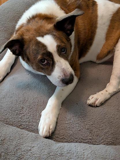 A white and brown dog lying on his bed, with his head turned to the right side of the screen, looking up at the phone camera