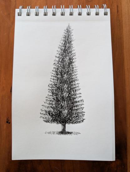 Ink drawing of a tall pine tree.