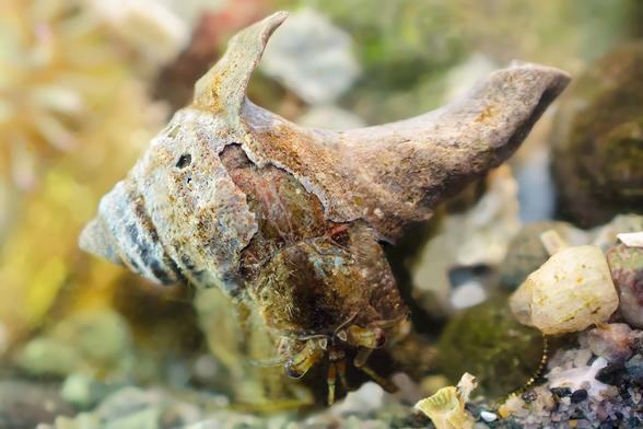 A Hairy hermit crab, seen from above, and wearing a broken shell that exposes two sections of the hermit's carapace and a small part of the vulnerable abdomen. The hermit's body is patterned in green and brown; towards the abdomen, it changes to red. The shell is severely worn and pockmarked. It has lost the entire body whorl, and the hermit has occupied the narrower spirals on the spire.
(This hermit is a rescue, pictured upon arrival in the aquarium. Within a few minutes, it switched to a good shell from those on offer.)
