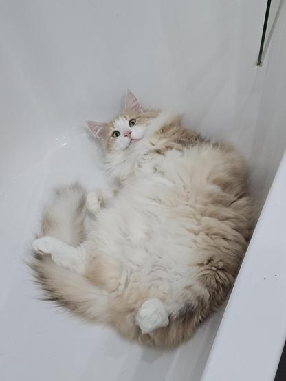 Tomcat Fynn in the bathtub