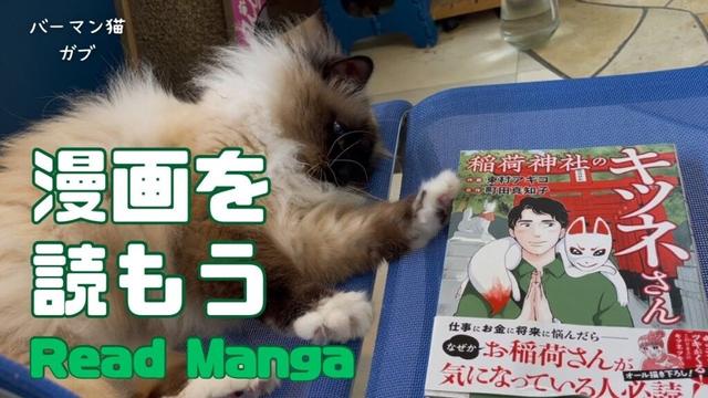 バーマン猫ガブ【漫画を読もう】Read Manga（バーマン猫）Birman/Cat