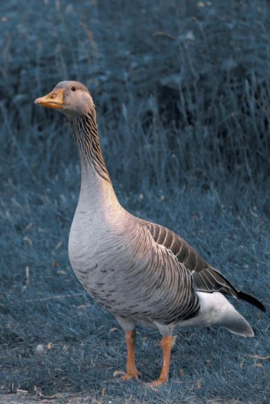 The image shows a goose standing on grass. The background has a bluish tint.