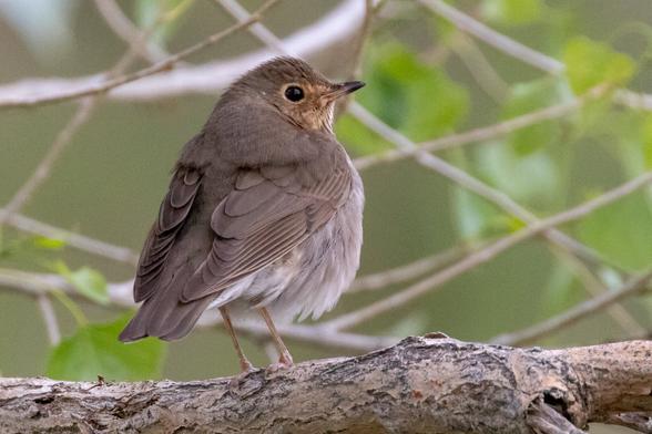 A Swainson’s Thrush bird perched on a tree branch.