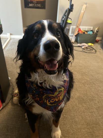A Bernese mountain dog looking at the camera. She’s wearing a colorful bandana with a heart on it and inside the heart says choose love.
