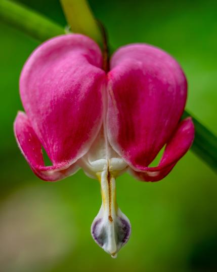 Upclose of a pinkish flower that appears to be an open heart