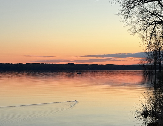 Muskrat swimming in the sunset, Ottawa River, May 12, 2025 by Pat Murphy