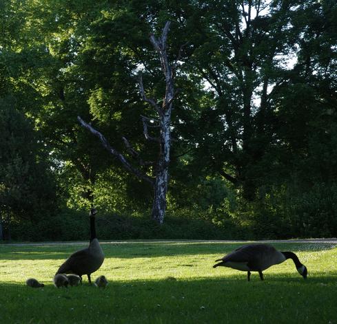 A family of Canada geese, consisting of the parents and four chicks, whose wing buds can just be seen, graze in the shade of large trees on a daisy-strewn lawn. Parts of the lawn are sunny. Trees including a birch in the midddle of the picture form the background.