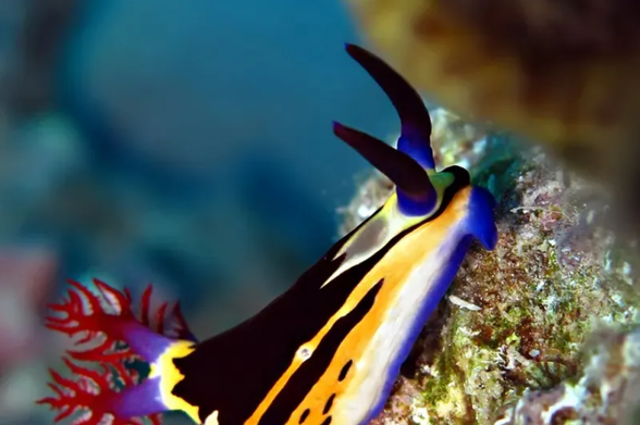 What sea slugs help reveal about organ transplants