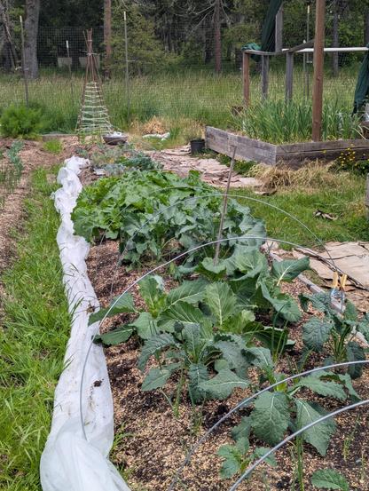 A photo of a raised garden bed filled with small broccoli, collard, and onion plants.