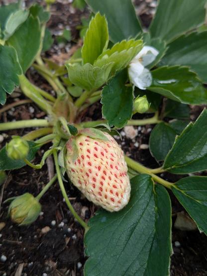 A close up photo of a white strawberry with pink seeds.