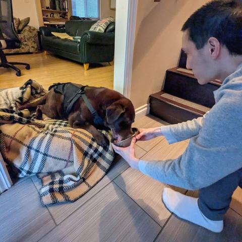 A chocolate lab is eating from a bowl that is being held by a man.
