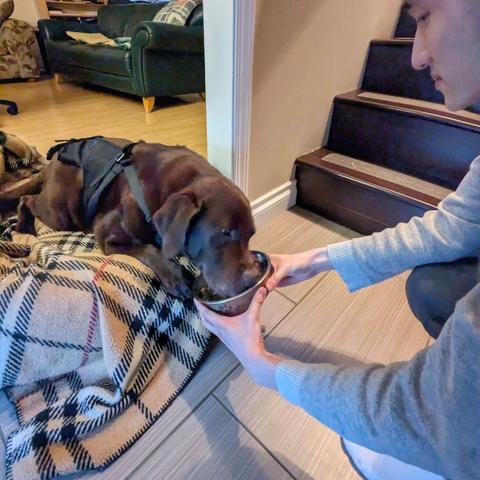 A chocolate lab is eating from a bowl that is being held by a man.