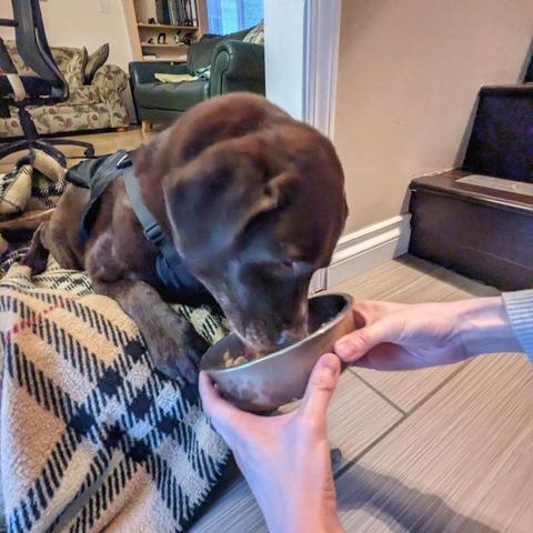 A chocolate lab is eating from a bowl that is being held by a man.