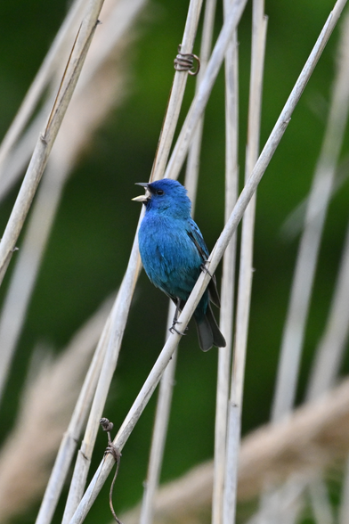 a blue indigo bunting male vocalizing in Cape May, NJ - earlier today. 

The bright blue bird is clinging to a shaft of some sort of stiff reed, against a green background - head facing the left.

The darker blue of the top of the head fades to a lighter blue  / turquoise colored body, with darker wings and legs.