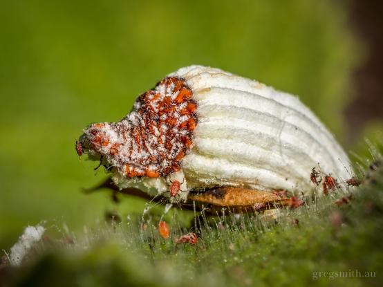 Cottony cushion scale insects, Icerya purchasi, on a leaf. One has a large white ovisac, with smaller ones on and around it.