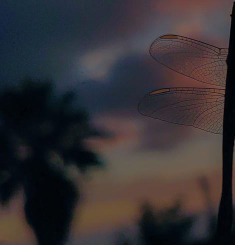 Links eine Palme unscharf vor pastellbuntem Abendhimmel, rechts angeschnitten zwei Libellenflügel scharf aufgelöst, alles im Gegenlicht.