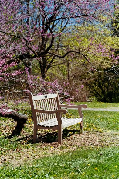 A wooden bench sits beneath a blooming pink tree in early spring. Bright green grass and yellow dandelions surround the area, while delicate branches arch gently over the seat, creating a peaceful and contemplative scene.