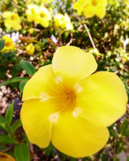 Suns reaching for the sun. Yellow flowers blooming on a bright hot day.