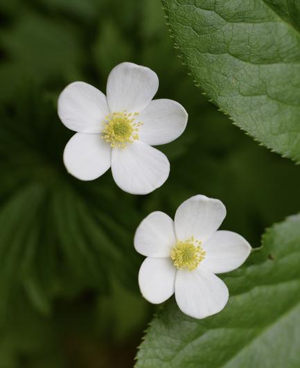 Two white flowers with yellow centers, surrounded by green leaves.