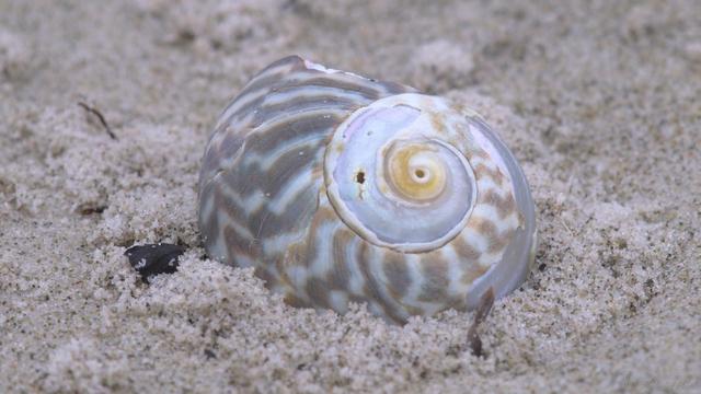 A faded seashell lies in the sand in this macro photo.  It's a spiral shape with the tip pointing over our right shoulder, the tip itself has eroded away revealing a nacre pattern.  The pattern on the shell is comporised of a zebra-like, zigzagging stripe arrangement, alternating darker brown to pale off white.