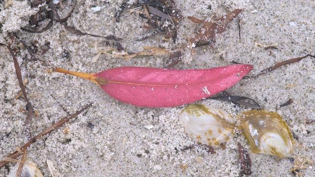 A bright red gum leaf lays on the sand, surrounded by pieces of bark, seaweed and shells, all dull by comparison to the vivid leaf.