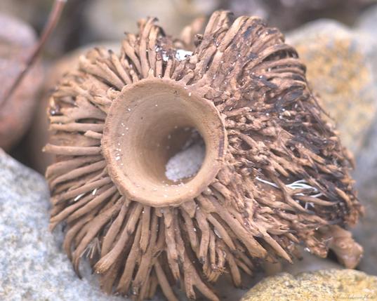 A dried seaweed structure lays on it's side away from camera, it's hollow base part where the stem snapped, part filled with sand.  Short brown roots radiate outwards.  Soft focus with macro tubes and this subject.