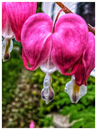 Bleeding heart flower.