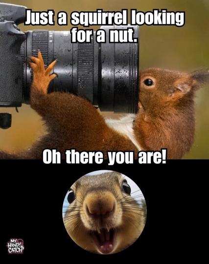 Two-panel meme. Top panel shows a squirrel trying to look into the imaging end of a camera lens. Meme text reads, "I'm looking for a nut."

Second panel is a little circle in a black background. The squirrel's nose and smiling face are peaking in the circle. Meme text reads, "Oh, there you are!"