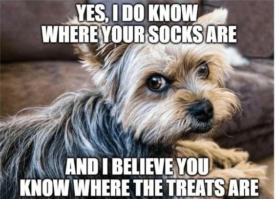A cute but slightly angry looking Yorkie is looking back over his shoulder. Meme text reads, "Yes, I do know where your socks are. And I believe you know where the treats are."