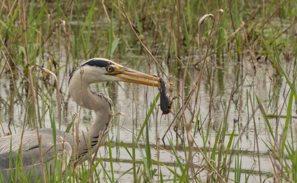 Un héron cendré (grand oiseau échassier, dans des nuances de firs et avec un long cou et un long bec pointu) qui tient un poisson chat dans son bec. Il vient de le pêcher dans un étang dont on remarque les herbes et roseaux autour de lui