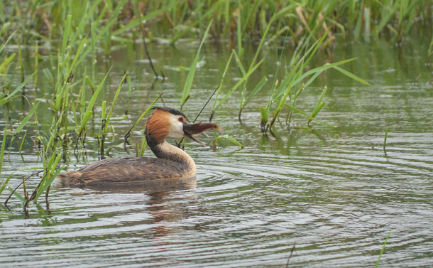 Une grèbe huppé (oiseaux aquatique au corps gris, au cou moyen et à la tête allongée, blanche, orange et noire et pourvu d'un long bec fin et pointu) qui vient de pêcher un poisson chat dans un étang.