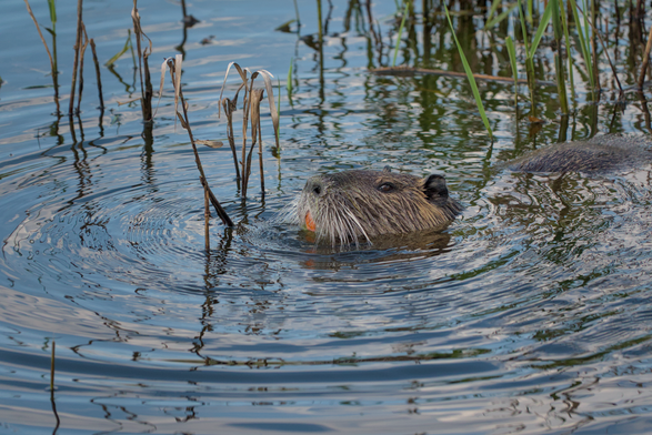 Un ragondin dans un étang. Seule sa tâte et son dos dépasse dans l'eau, au milieu des roseaux et des hautes herbes. Il bouge pour manger la végétation avec ses dents oranges et provoque des rides dans l'eau.