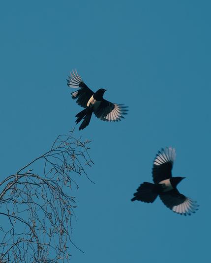 Two Eurasian magpies (Pica pica) captured mid-flight against a clear blue sky, with their wings outstretched, revealing white primaries and iridescent black feathers. A bare, delicate tree branch enters the frame from the bottom left, adding depth and context to the natural scene.
