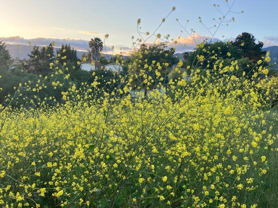 Wild yellow mustard flowers are blowing in the wind. Trees and a few rooflines peek through trees and the setting Sun color clouds over distant mountains.
